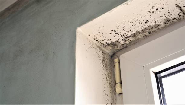 Best Environmental Consulting for Mold Prevention  in Hilltop, MN