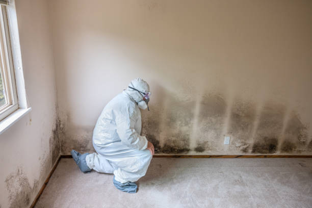 Best Airborne Mold Testing  in Hilltop, MN