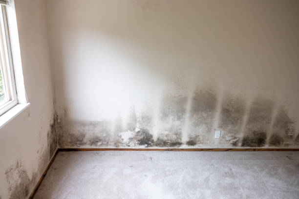 Best Comprehensive Air Testing for Mold Contaminants  in Hilltop, MN