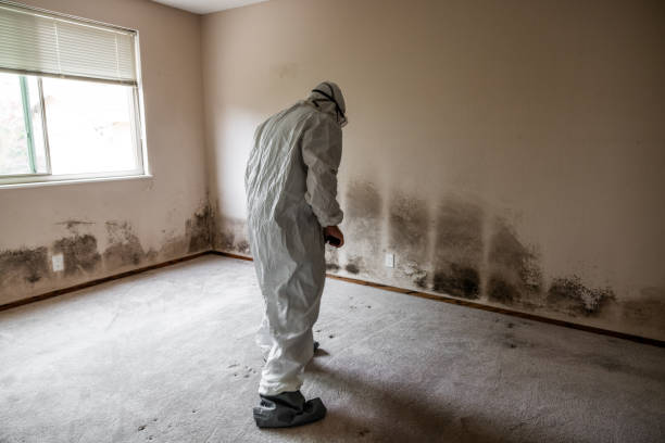 Best HVAC Mold Inspection and Cleaning  in Hilltop, MN