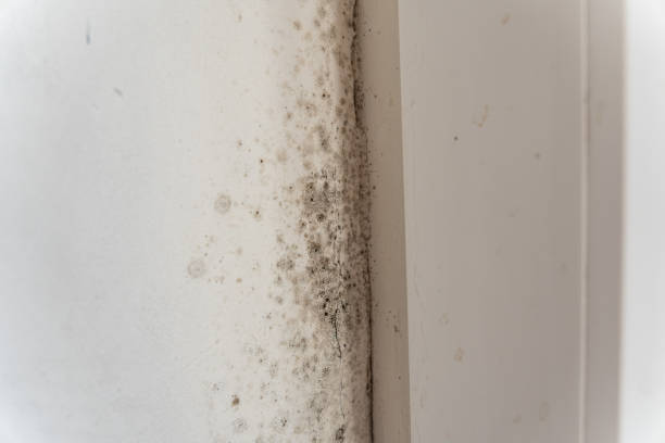  Hilltop, MN Mold Removal Pros