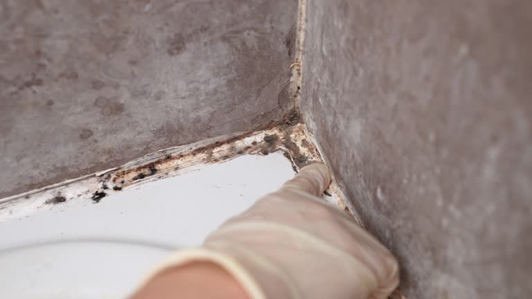 Reliable Hilltop, MN Mold Removal Solutions