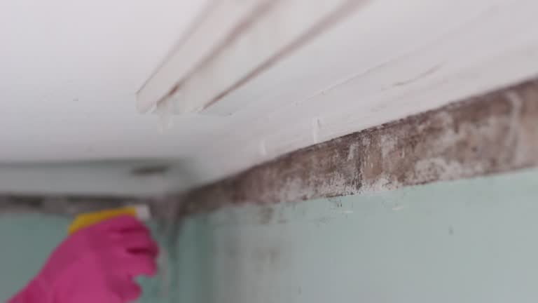 Best Emergency Mold Remediation  in Hilltop, MN